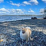 dog, pomeranian, beach, rocks, lake, water, sky, clouds, outdoor, nature, animal, fluffy, happy, small_dog, sunlight, trees, shore, landscape, pet, daytime
