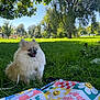 Cochonn is registered to the contest to win money with this photo: dog, pomeranian, grass, park, sunny, trees, blue_sky, blanket, smiley_face, flower_pattern, outdoor, pet, happy, fluffy, nature, daytime, small_dog, colorful, leisure, animal