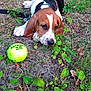 animal, beagle, black, brown, closeup, cute, dog, grass, ground, leash, nature, outdoor, pet, plants, playful, puppy, resting, tennis_ball, white, young