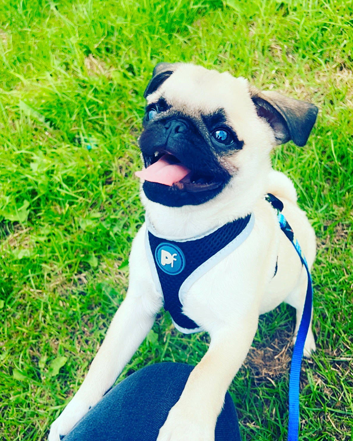 Webster joined the competition — help win amazing prizes! blue, canidae, carnivore, collar, companion_dog, dog, dog_breed, dog_clothes, dog_collar, dog_supply, electric_blue, fawn, grass, plant, pug, snout, sporting_group, toy_dog, working_animal, wrinkle