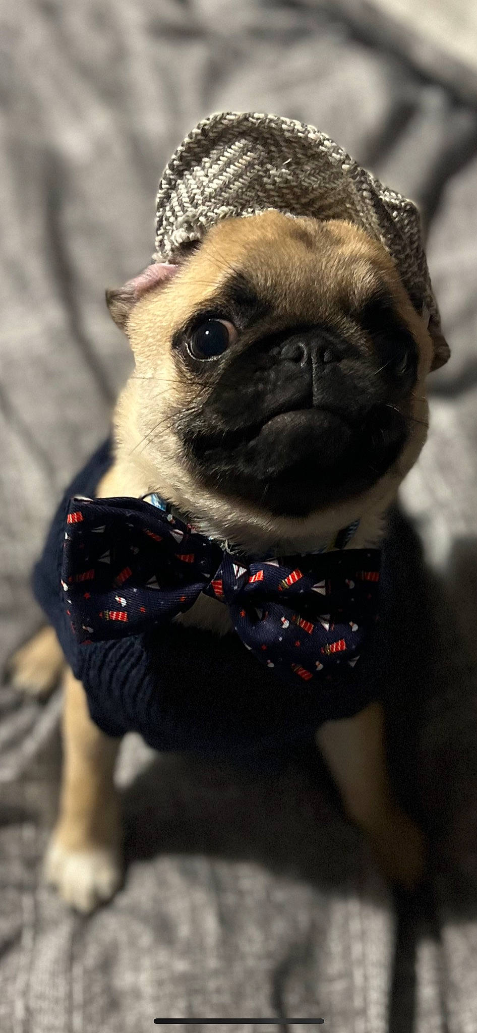Webster is registered to the contest to win money with this photo: carnivore, collar, companion_dog, dog, dog_breed, dog_collar, dog_supply, ear, fawn, fur, leash, pet_supply, pug, snout, sunglasses, terrestrial_animal, toy_dog, whiskers, working_animal, wrinkle