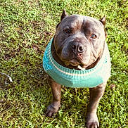 Remington joined the competition — help win amazing prizes! dog, pet, sweater, grass, outdoor, canine, brown, cute, animal, looking_up, ears, snout, paws, fur, nature, companion, friendly, warm_clothing, daylight, adorable