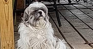 Molly is registered to the contest to win money with this photo: dog, small_dog, fluffy, white_fur, long_hair, shih_tzu, pet, animal, sitting, portrait, outdoor, patio, wooden_step, deck, garden, chairs, tile_floor, facial_expression, companion_animal, photography