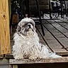 dog, small_dog, fluffy, white_fur, long_hair, shih_tzu, pet, animal, sitting, portrait, outdoor, patio, wooden_step, deck, garden, chairs, tile_floor, facial_expression, companion_animal, photography