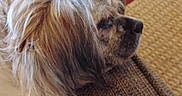 Molly is registered to the contest to win money with this photo: animal, brown_and_white, canine, couch, dog, eye, furniture, indoor, living_room, long_hair, lounging, muzzle, nose, pet, portrait, profile, rug, shaggy_dog, sitting, small_dog