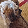 Molly is registered to the contest to win money with this photo: dog, small_dog, shaggy_dog, long_hair, brown_and_white, pet, animal, canine, muzzle, nose, eye, profile, sitting, lounging, couch, furniture, indoor, living_room, rug, portrait