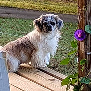 Molly joined the competition — help win amazing prizes! dog, small_dog, fluffy, white_fur, brown_fur, long_hair, portrait, outdoor, porch, wooden_deck, garden, grass, pathway, flower, purple_flower, greenery, vine, sitting, looking_at_camera, pet