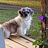 dog, small_dog, fluffy, white_fur, brown_fur, long_hair, portrait, outdoor, porch, wooden_deck, garden, grass, pathway, flower, purple_flower, greenery, vine, sitting, looking_at_camera, pet