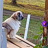 Molly is registered to the contest to win money with this photo: dog, small_dog, long_hair, shaggy_fur, white_fur, brown_fur, sitting, profile, outdoor, backyard, wooden_deck, porch, railing, garden, flower, purple_flower, grass, tree, walkway, natural_light