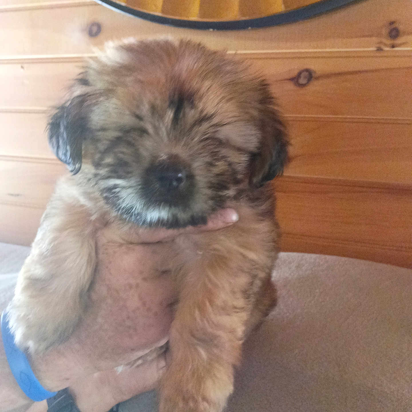 Polly joined the competition — help win amazing prizes! puppy, dog, fluffy, small_dog, brown_fur, beige_fur, pet, animal, being_held, portrait, close_up, indoors, wooden_wall, lampshade, couch, cozy, cute, relaxed, playful, photography