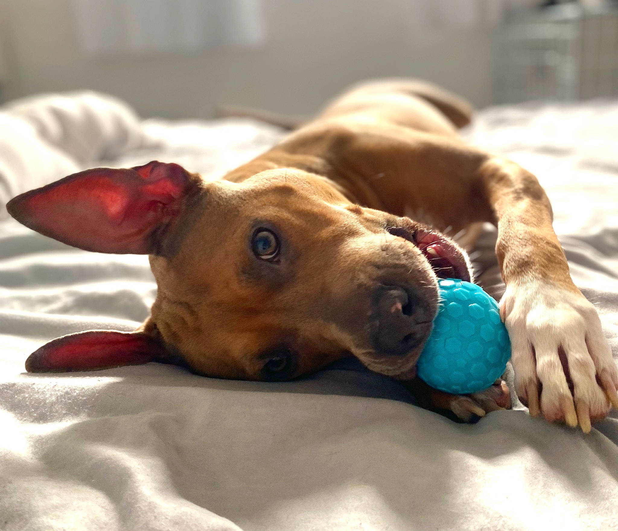 Chanelle participe au concours pour gagner de l'argent avec cette photo : canidae, carnivore, collar, comfort, companion_dog, dog, dog_breed, dog_collar, dog_supply, ear, fawn, linens, liver, paw, pet_supply, snout, sporting_group, whiskers, working_animal, wrinkle