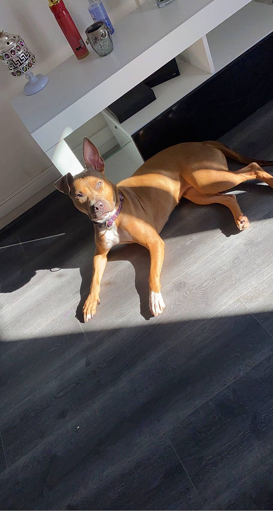 Chanelle a rejoint le concours — aidez-le/la à gagner de superbes lots ! canidae, carnivore, chest, comfort, companion_dog, dog, dog_breed, fawn, flooring, foot, hardwood, human_leg, knee, room, sporting_group, thigh, toy, trunk, wood, working_animal