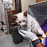 animal, blue_eyes, cage, cat, cat_silhouette, curtains, floor, gloved_hand, holding, indoor, kitten, person, pet, purple_shirt, shelter, storage_boxes, trash_can, veterinary, watch, white_fur