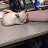 animal, arm, cat, cute, desk, feline, hand, indoor, keyboard, kitten, office, paper, pen_holder, pens, resting, sleeping, small, telephone, white, workstation