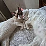 Finnley is registered to the contest to win money with this photo: cat, sleeping, snuggling, bed, patterned_bedspread, white_cat, siamese_cat, indoor, cozy, pets, animal, cute, fur, resting, close_up, companion, relaxing, domestic_cat, whiskers, paws