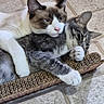 cat, cats, feline, pets, indoor, floor, tile_floor, scratcher, affection, hugging, playful, paw, close_up, companionship, cute, animal, fur, whiskers, ears, resting