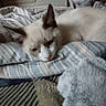 animal, bedroom, blanket, brown, cat, comfort, cozy, ears, face, feline, fur, home, indoor, pet, relaxed, resting, sleeping, soft_lighting, striped, white