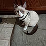 animal, blue_eyes, brown_tail, cat, curious, cute, domestic_cat, feline, floor_mat, harness, household, indoor, looking_at_camera, pet, pink_nose, sitting, tile_floor, white_fur, wooden_cabinet, young_cat