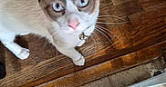 Finnley joined the competition — help win amazing prizes! cat, siamese_cat, blue_eyes, pink_nose, wooden_floor, tiled_floor, scratching_post, paw, indoor, pet, curious, looking_up, animal, fur, collar, whiskers, domestic_cat, floor, close_up, household