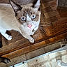 animal, blue_eyes, cat, close_up, collar, curious, domestic_cat, floor, fur, household, indoor, looking_up, paw, pet, pink_nose, scratching_post, siamese_cat, tiled_floor, whiskers, wooden_floor