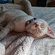 Zia joined the competition — help win amazing prizes! kitten, sleeping, cat, purple_collar, bell, blanket, bedspread, cozy, indoor, pet, animal, fur, whiskers, relaxation, nap, closeup, soft, cute, resting, domestic_cat