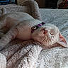 kitten, sleeping, cat, purple_collar, bell, blanket, bedspread, cozy, indoor, pet, animal, fur, whiskers, relaxation, nap, closeup, soft, cute, resting, domestic_cat