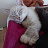 Zia is registered to the contest to win money with this photo: kitten, sleeping, cat, paw, pink_fabric, chair, plush_toy, indoor, close_up, relaxation, feline, cute, pet, fur, resting, cozy, domestic, animal, soft, napping