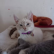 Zia joined the competition — help win amazing prizes! animal, bell, blanket, cat, cozy, curious, cute, ears, face, fur, gray_cat, indoor, kitten, lying_down, paw, pet, plush_toy, purple_collar, resting, whiskers