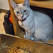 Zia is registered to the contest to win money with this photo: animal, blue_eyes, cat, ceramic_bowl, close_up, curious, domestic, ears, feline, floor, fur, household, indoor, litter_box, pellets, pet, purple_collar, sitting, whiskers, wooden_shelf