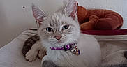 Zia joined the competition — help win amazing prizes! animal, bed, bell, blanket, cat, collar, cozy, cute, domestic, ears, fur, indoor, kitten, pets, plush, relaxed, resting, soft, wall, whiskers