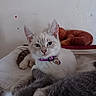 Zia joined the competition — help win amazing prizes! kitten, cat, pets, collar, bell, indoor, blanket, fur, animal, cute, relaxed, resting, domestic, whiskers, ears, soft, plush, wall, bed, cozy