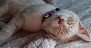 Zia is registered to the contest to win money with this photo: kitten, sleeping, cat, collar, bell, bed, blanket, cozy, fur, pet, indoor, resting, cute, animal, domestic_cat, soft, peaceful, relaxed, whiskers, pink_nose