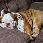 Ben is registered to the contest to win money with this photo: bulldog, dog, pet, sleeping, couch, brown, indoor, cozy, resting, wrinkles, closeup, animal, domestic_animal, mammal, fur, face, relaxed, cute, companion, lazy