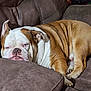 bulldog, dog, pet, sleeping, couch, brown, indoor, cozy, resting, wrinkles, closeup, animal, domestic_animal, mammal, fur, face, relaxed, cute, companion, lazy