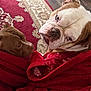 dog, bulldog, wrapped_in_blanket, red_blanket, indoor, carpet, wooden_floor, pet, animal, cute, snug, cozy, brown_dog, white_and_brown_dog, looking_at_camera, two_dogs, closeup, companion, home, relaxed