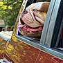 Ben joined the competition — help win amazing prizes! dog, bulldog, car, window, tongue, pet, animal, outdoor, sunlight, reflection, greenery, vehicle, happy, closeup, summer, nature, canine, transportation, sideview, daytime