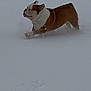 active, animal, brown, bulldog, canine, cold, daytime, dog, energetic, fur, motion, nature, outdoor, pet, playful, running, snow, snowy_field, white, winter