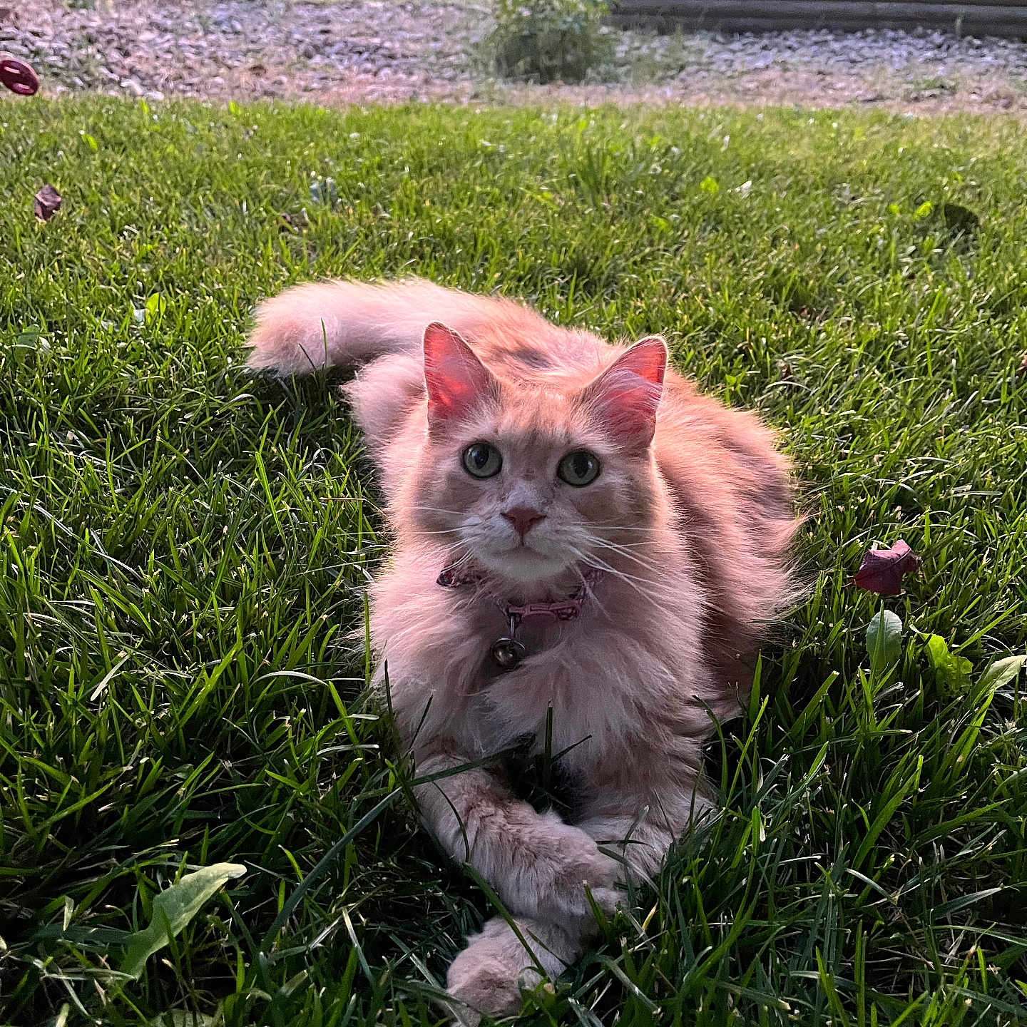 Mishmush