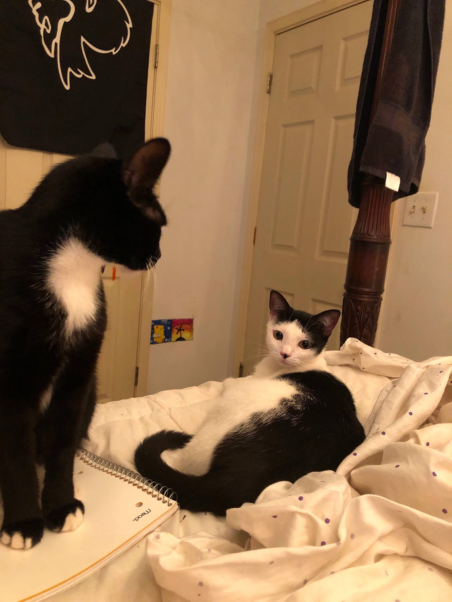 Kuro is registered to the contest to win money with this photo: asian, black_and_white, black_cat, carnivore, cat, domestic_short_haired_cat, ear, felidae, formal_wear, fur, kitten, polydactyl_cat, room, small_to_medium_sized_cats, tail, whiskers