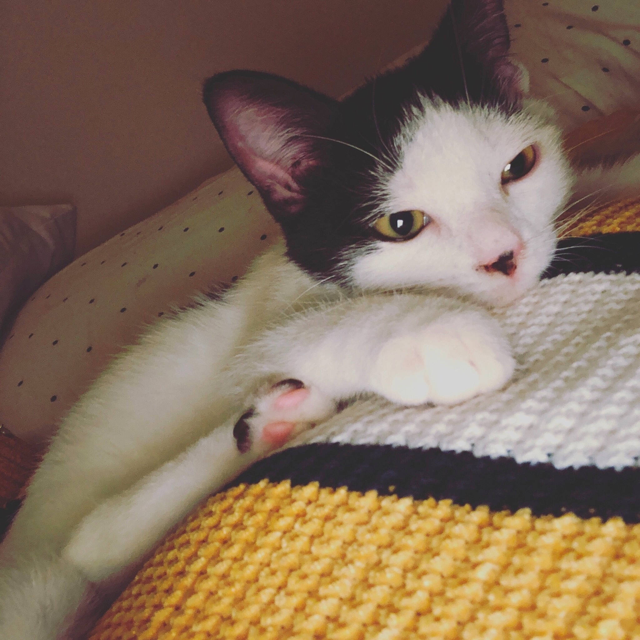 Kuro joined the competition — help win amazing prizes! american_wirehair, asian, carnivore, cat, domestic_short_haired_cat, ear, eye, felidae, fur, german_rex, kitten, mammal, nose, ojos_azules, polydactyl_cat, skin, small_to_medium_sized_cats, tail, turkish_van, whiskers