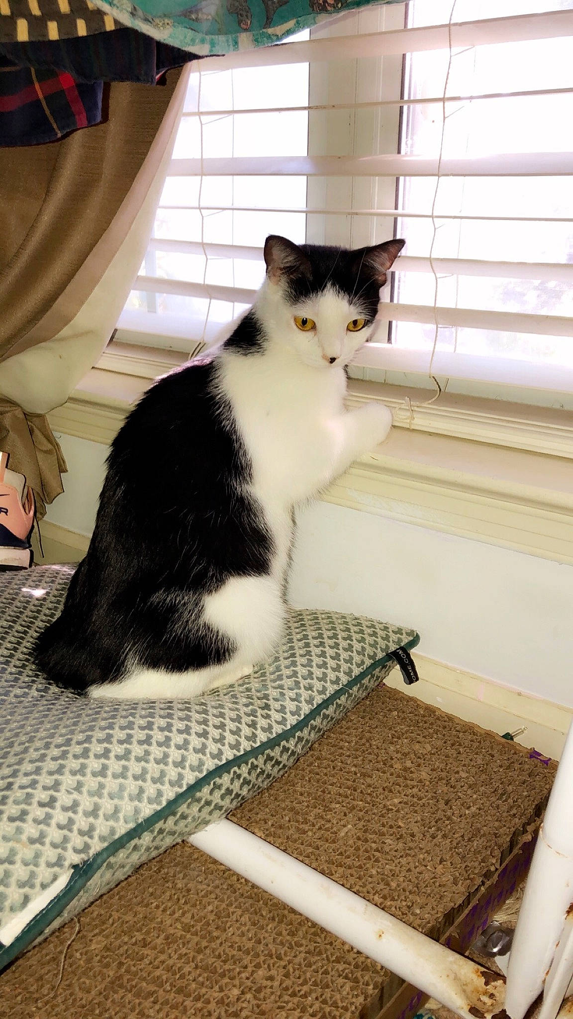 Kuro is registered to the contest to win money with this photo: aegean_cat, animal_shelter, black_and_white, carnivore, cat, domestic_short_haired_cat, european_shorthair, felidae, kitten, polydactyl_cat, small_to_medium_sized_cats, tail, whiskers