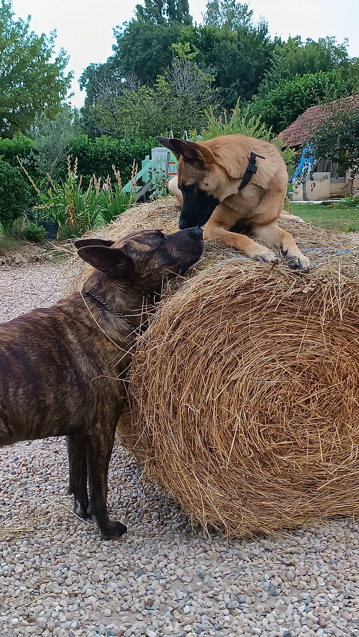 Naya a rejoint le concours — aidez-le/la à gagner de superbes lots ! grass, hay, landscape, mammal, natural_material, pack_animal, plant, sky, snout, soil, terrestrial_animal, tree, trunk, vertebrate, wildlife, wood, working_animal, zoo