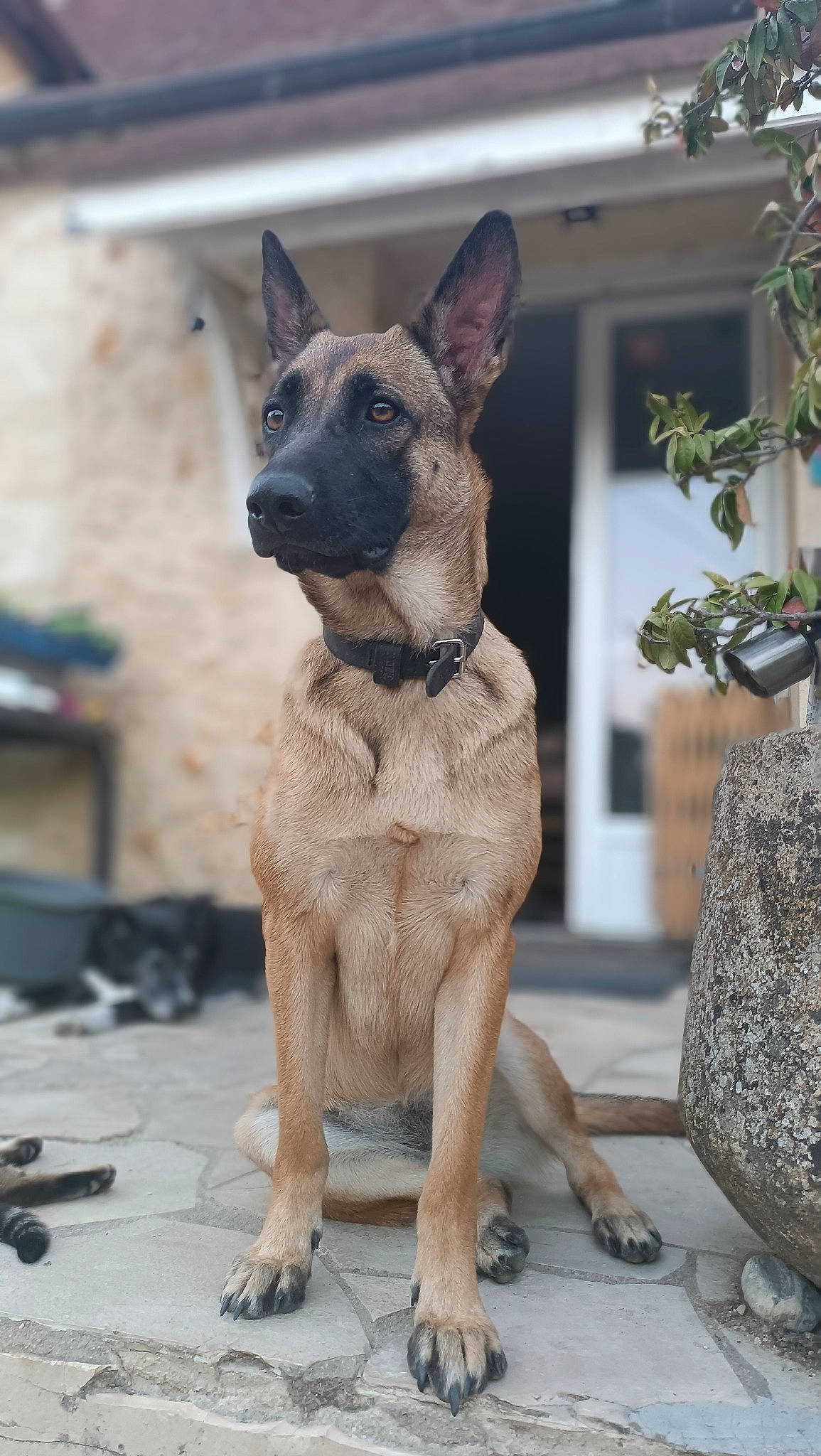 Naya participe au concours pour gagner de l'argent avec cette photo : ancient_dog_breeds, art, canidae, carnivore, collar, companion_dog, dog, dog_breed, dog_collar, dog_supply, fawn, non_sporting_group, pet_supply, snout, sporting_group, terrestrial_animal, working_animal, working_dog