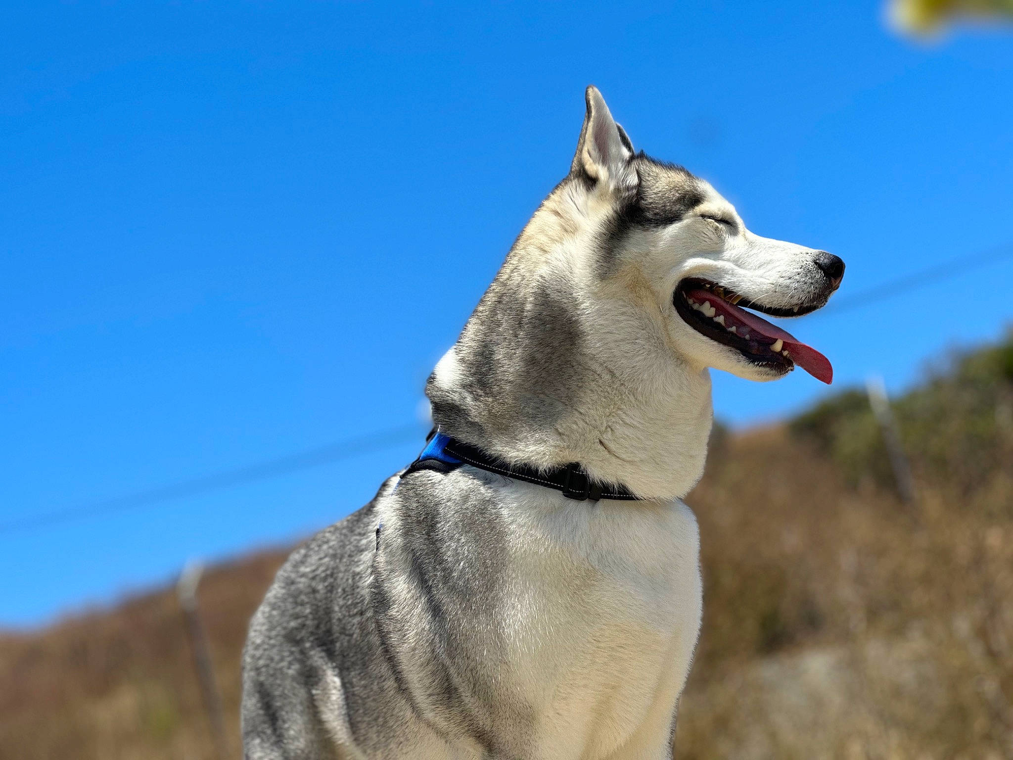 Kane is registered to the contest to win money with this photo: canidae, canis, carnivore, collar, companion_dog, dog, dog_breed, dog_collar, dog_supply, electric_blue, leash, pet_supply, siberian_husky, sky, sled_dog, snout, sporting_group, wolf, working_animal, working_dog