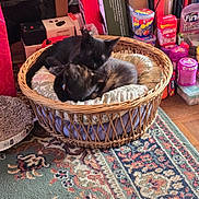 Démone a rejoint le concours — aidez-le/la à gagner de superbes lots ! basket, black_cat, candy, carpet, cats, clutter, containers, cozy, cushion, floor, home, indoors, pets, resting, rug, sleeping, snacks, tortoiseshell_cat, two_cats, wicker
