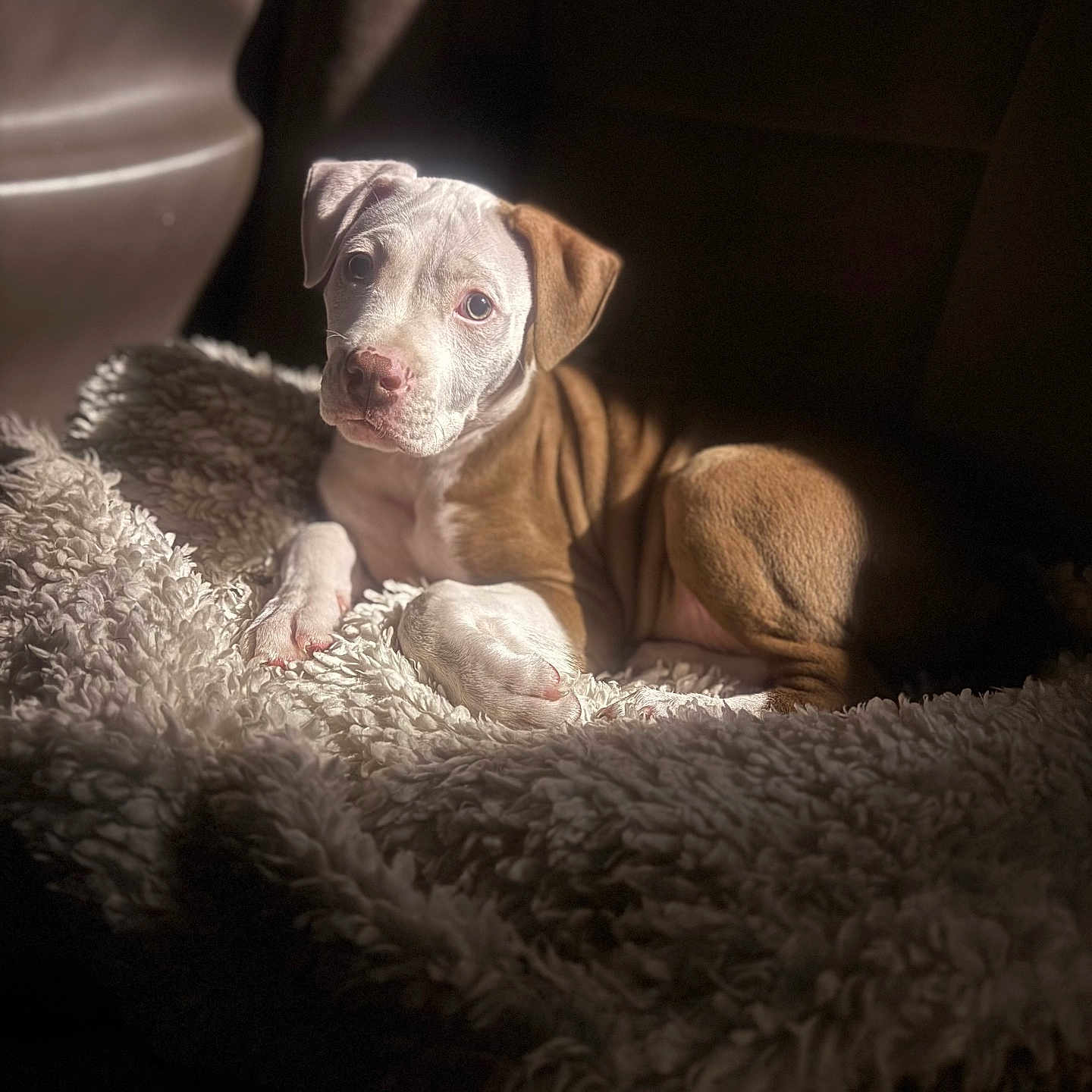 Charlie Zero is registered to the contest to win money with this photo: animal, blanket, brown, comfort, cozy, cute, dog, fur, indoor, light, pet, portrait, puppy, relaxation, resting, shadow, soft, texture, white, young