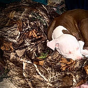 Charlie Zero joined the competition — help win amazing prizes! animal, bed, blanket, brown, camouflage, cozy, curled_up, cute, dog, floral, fur, indoor, nap, pet, puppy, resting, sleeping, soft, white, young