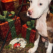 Charlie-Zero joined the competition — help win amazing prizes! dog, puppy, white, brown, gift_boxes, glitter, green_ribbon, red_boxes, decorative_stone, ladybug, flowers, grass, earth, outdoor, night, festive, holiday, animal, cute, pets