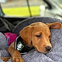 Diego joined the competition — help win amazing prizes! animal, blanket, brown_coat, calm, car_interior, closeup, companion, cute, dog, fur, harness, indoors, paw, pet, portrait, puppy, resting, sleepy, soft_texture, young_dog