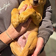 Diego is registered to the contest to win money with this photo: adorable, animal, close_up, crossed_legs, cute, dog, domestic_animal, fur, grey_sweatshirt, hands, holding, indoor, looking_at_camera, paws, person, pet, puppy, soft_texture, warm_lighting, young_dog
